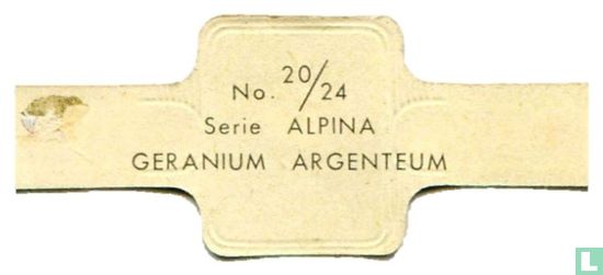 Geranium argenteum - Afbeelding 2