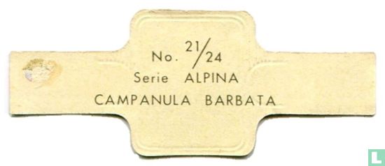 Campanula barbata - Afbeelding 2