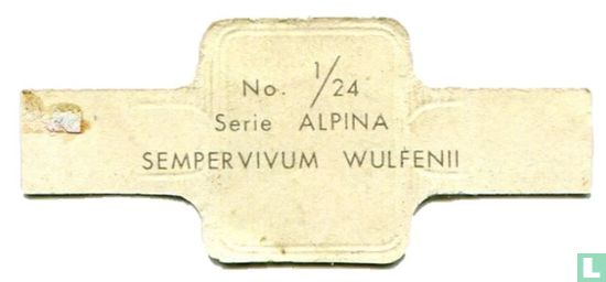 Sempervivum wulfenii - Bild 2
