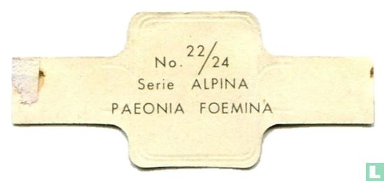 Paeonia foemina - Afbeelding 2