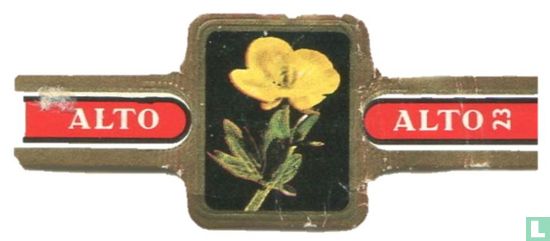 Ranunculus montanus - Image 1