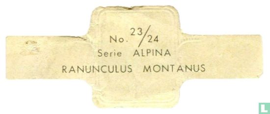 Ranunculus montanus - Bild 2