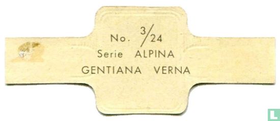 Gentiana verna - Afbeelding 2