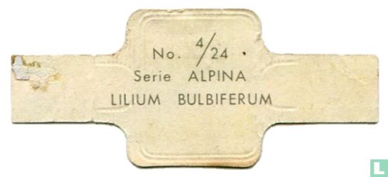 Lilium bulbiferum - Bild 2