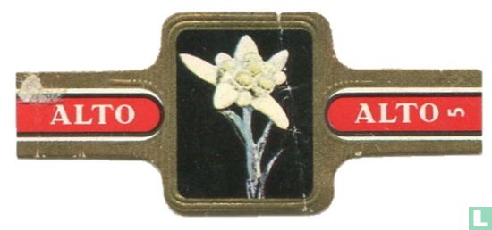 Leontopodium alpinum - Bild 1