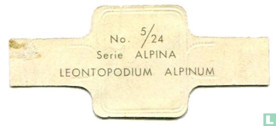 Leontopodium alpinum - Afbeelding 2