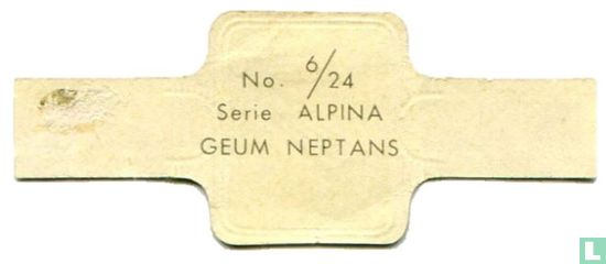 Geum neptans - Image 2