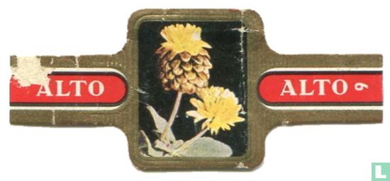 Trifolium badium - Afbeelding 1