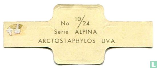 Arctostaphylos uva - Bild 2