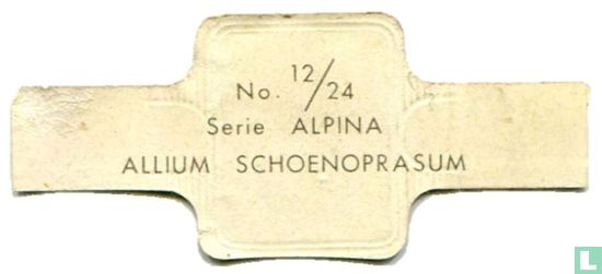 Allium schoenoprasum - Afbeelding 2