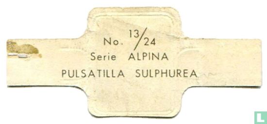 Pulsatilla sulphurea - Bild 2