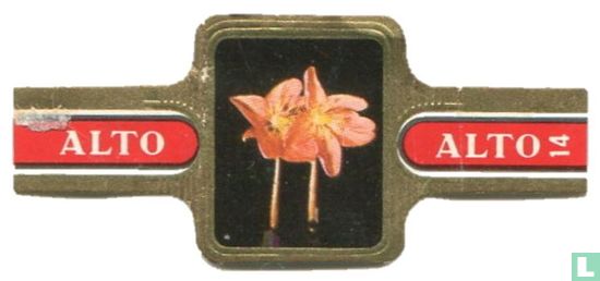 Helleborus niger - Bild 1