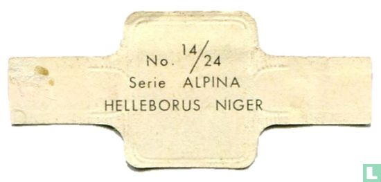 Helleborus niger - Image 2