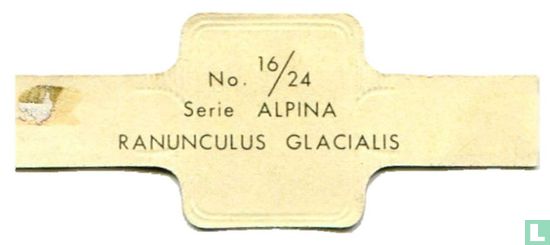 Ranunculus glacialis - Image 2