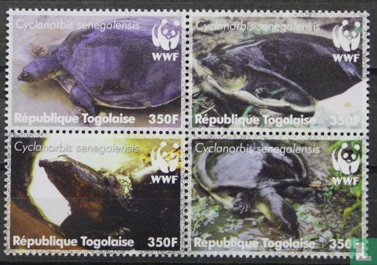 Senegalese weekschildpad