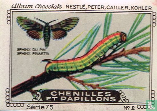 Sphinx du pin