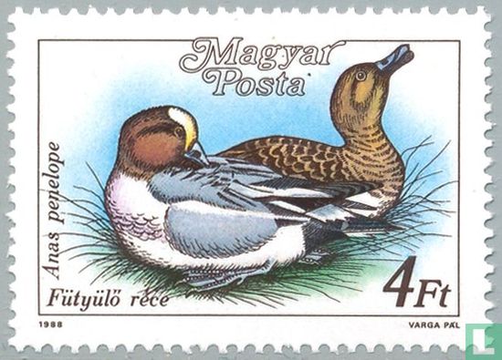 Canard siffleur