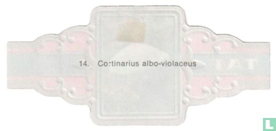 Cortinarius albo-violaceus - Afbeelding 2