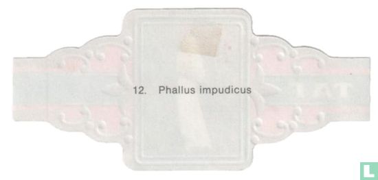 Phallus impudicus - Afbeelding 2