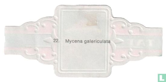 Mycena galericulata - Bild 2