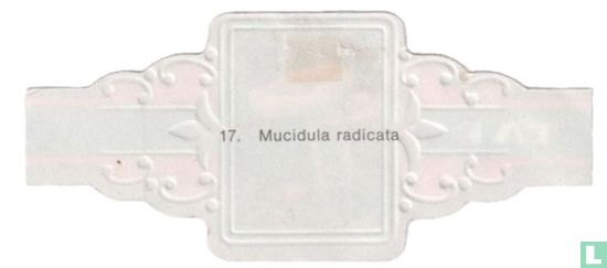 Mucidula radicata - Bild 2