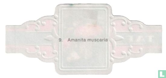 Amanita muscaria - Bild 2