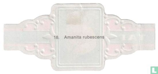 Amanita rubescens - Afbeelding 2