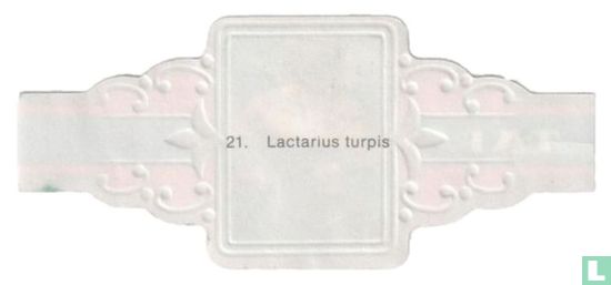 Lactarius turpis - Image 2