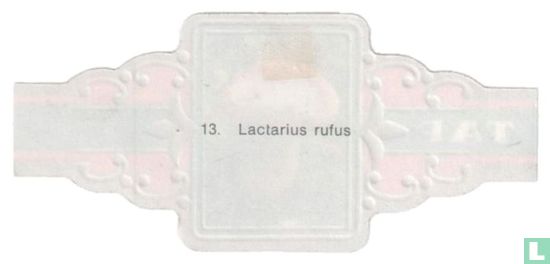 Lactarius rufus - Image 2