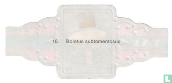 Boletus subtomentosus - Afbeelding 2