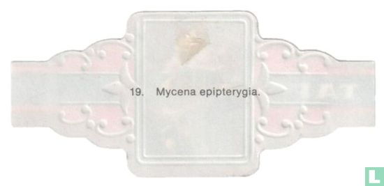 Mycena epipterygia - Afbeelding 2