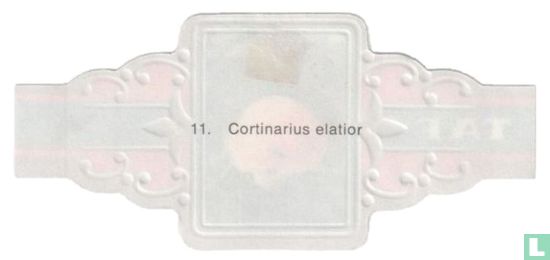 Cortinarius elatior - Image 2