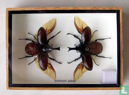 Insekten paar in een houten box. 