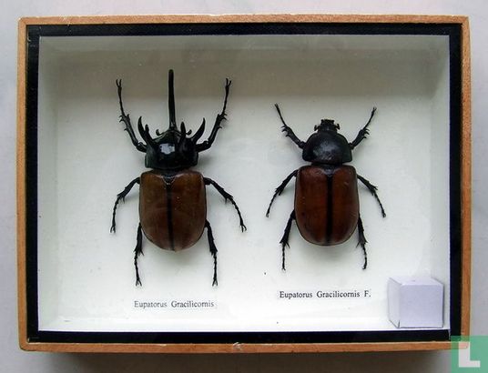 Insekten paar in een houten box.