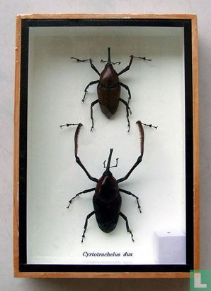 Insekten paar in een houten box. 