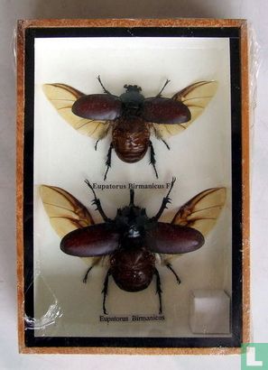 Insekten paar in een houten box.  