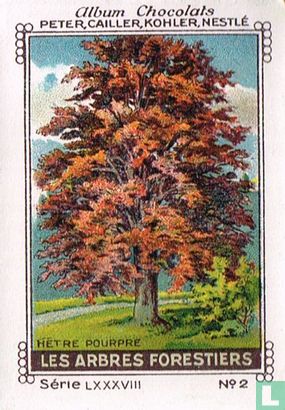 Nètre pourpre