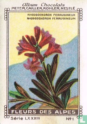 Rhododendron ferruginneux