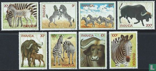 Zebra en kafferbuffels