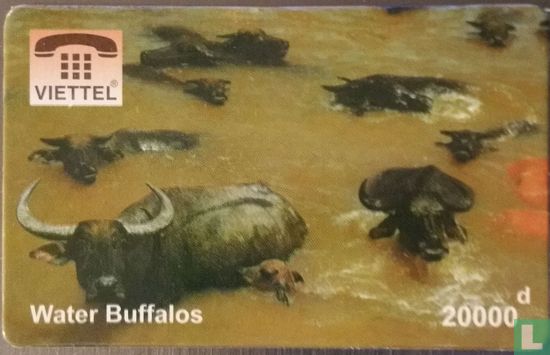 Waterbuffels Water Buffalo - Image 1