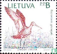 Vogels voor de Baltische Kust 