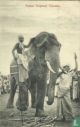 Tusker Elephant, Colombo