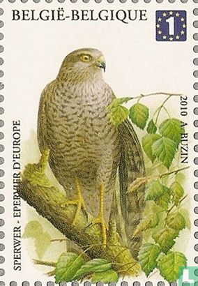 Épervier d'Europe - Image 1