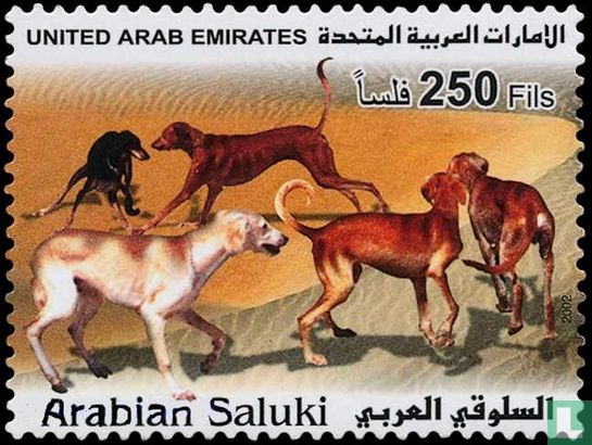 Arab greyhounds