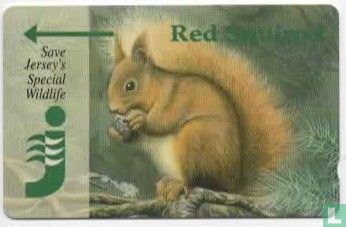 Red Squirrel - Bild 1