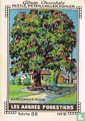 Marronnier rouge