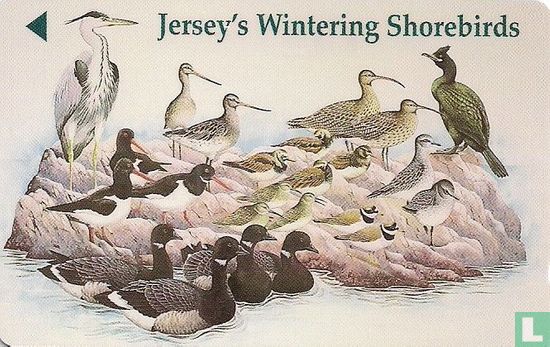 Jersey’s Wintering Shorebirds - Image 1