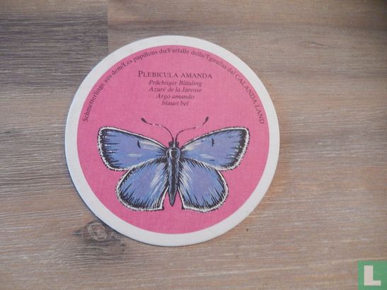 vlinder Plebicula Amanda - Image 1