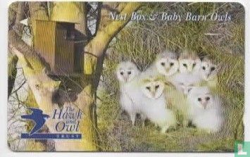 Nest Box Baby Barn Owls - Afbeelding 1
