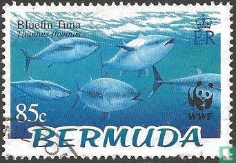 Blauwvintonijn